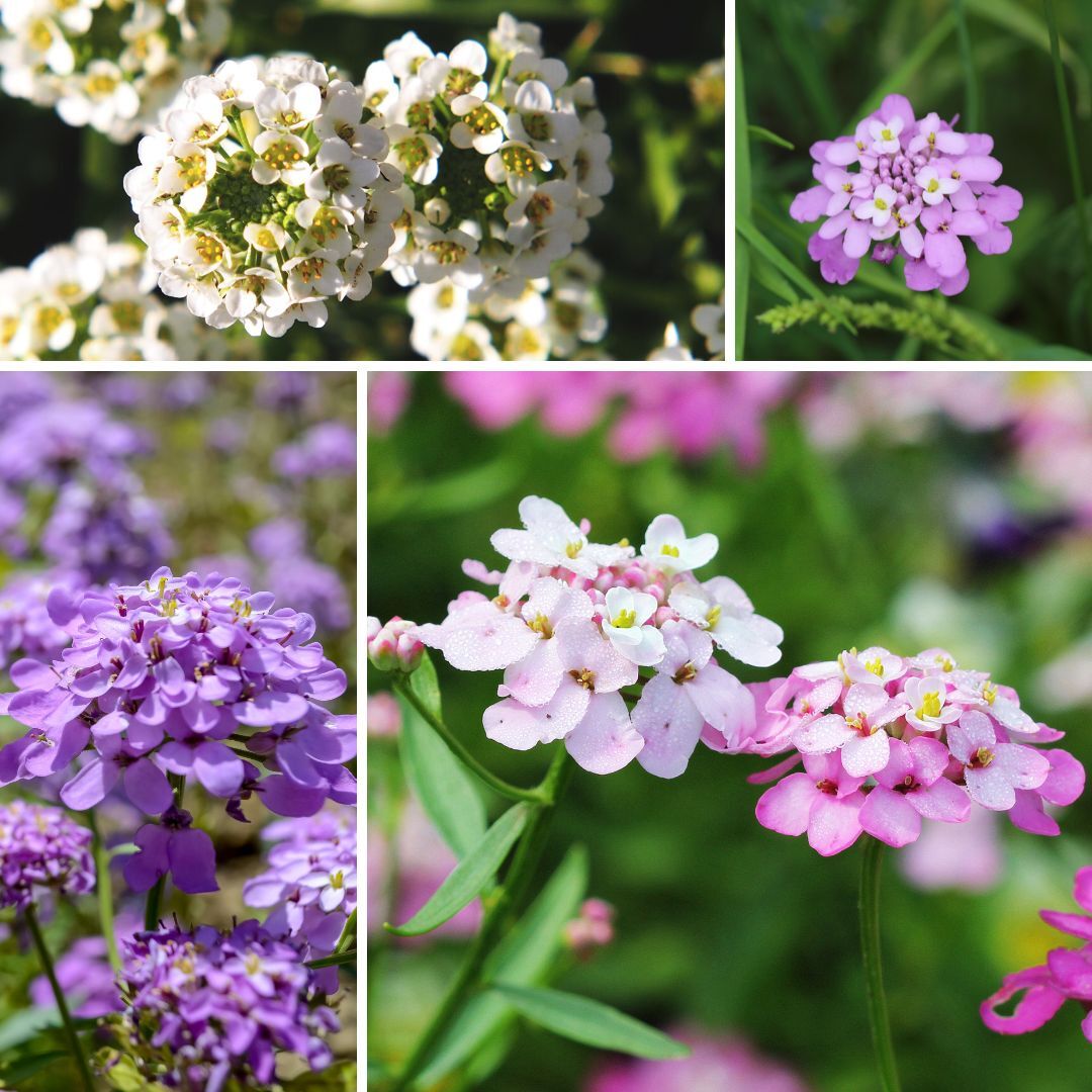 Candytuft- Umbellata Mixed